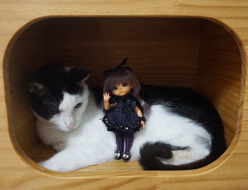 小魔女姊妹與喵星人