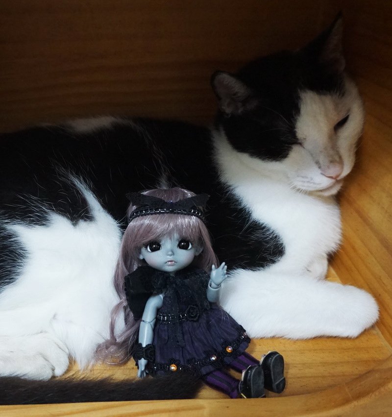 小魔女姊妹與喵星人