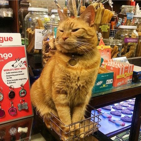 「快來花錢買我的臭臉」 帶你翻開不務正業的店貓花名冊