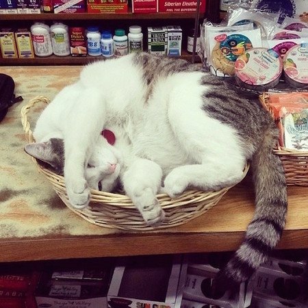 「快來花錢買我的臭臉」 帶你翻開不務正業的店貓花名冊