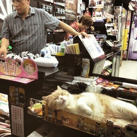 「快來花錢買我的臭臉」 帶你翻開不務正業的店貓花名冊