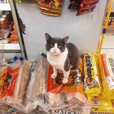 「快來花錢買我的臭臉」 帶你翻開不務正業的店貓花名冊