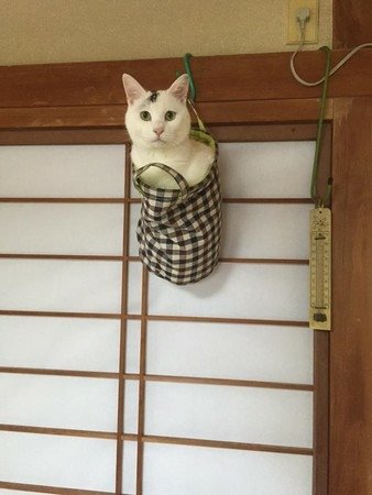 回家尋不著愛貓快噴淚，抬頭「啥時買了新壁掛」