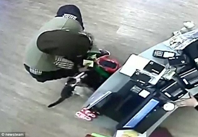 男子在貓咖啡偷愛心零錢箱　被貓咪逮個正著