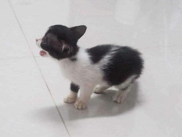 奶兇奶兇的歪歪