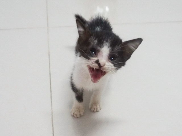 奶兇奶兇的歪歪