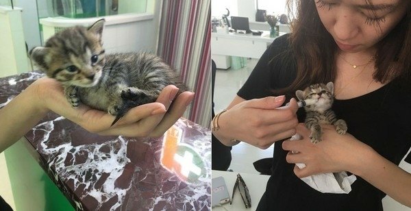 遭遺棄的紙箱小貓好孤單　被收養後集20人寵愛於一身