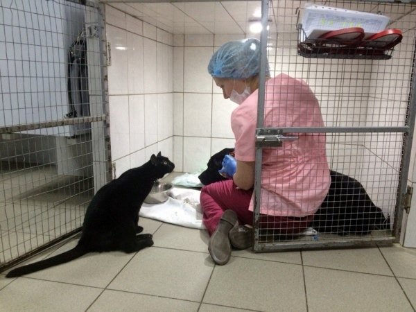 癱瘓的小黑貓幫助生病的小動物挽回可貴生命