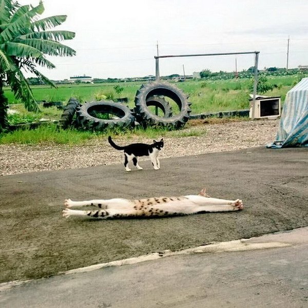 pJyYoaCaj5_esKQ_調整大小.jpg