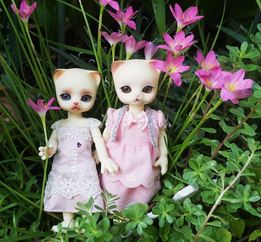 貓淑女與韭蘭花