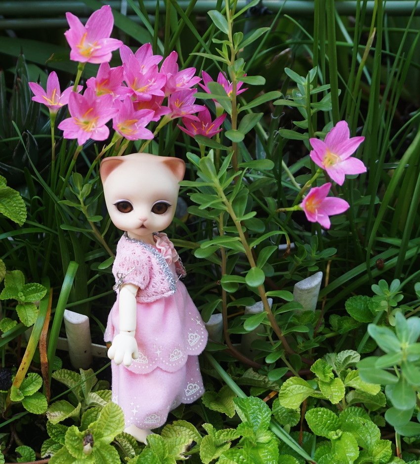 貓淑女與韭蘭花