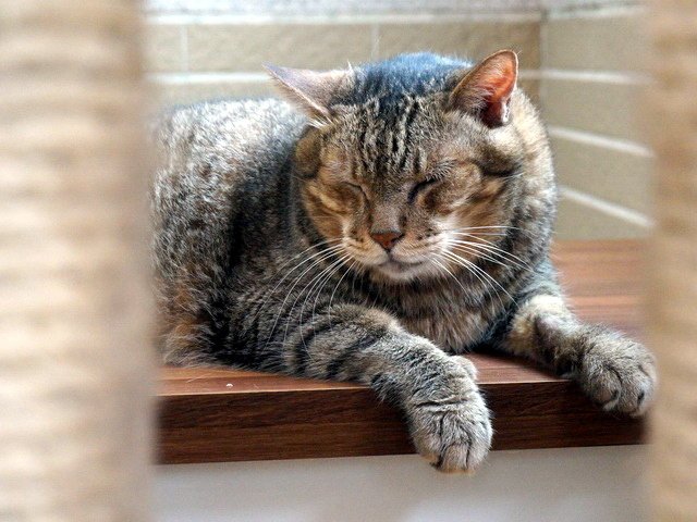 秋日的嘎嘎