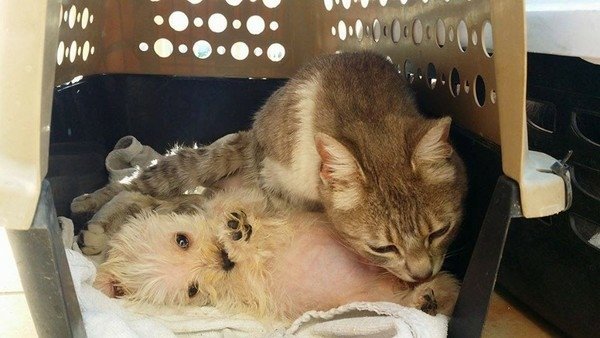 遭惡犬攻擊   貓媽媽失去肚裡寶寶　卻在醫院收養一隻小狗