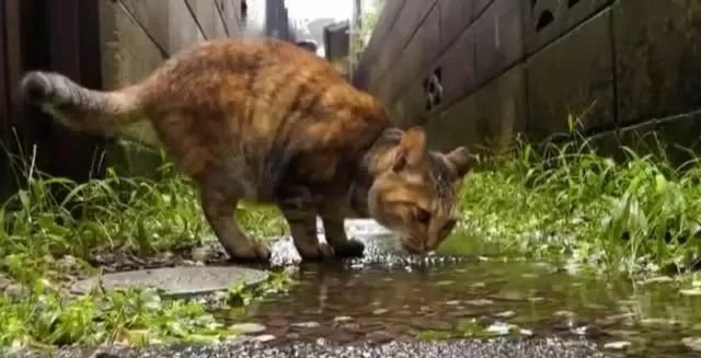 逃進屋簷躲大雨　貓咪跳進來陪伴還奉送「給摸摸」