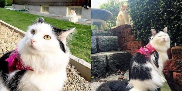 橘貓愛上鄰居美喵　默默守護2年