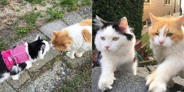 橘貓愛上鄰居美喵　默默守護2年