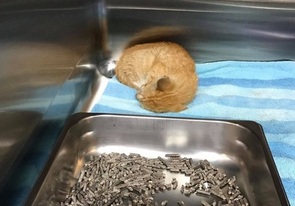 小橘貓緊抱牡蠣殼大哭　這家人搭船搶救
