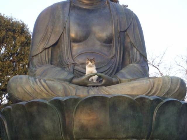 在大佛手裡睡覺的貓
