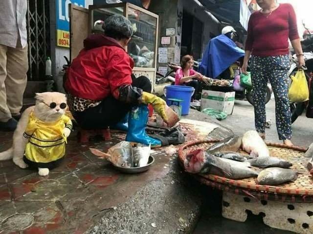 魚販好萌《幫忙賣魚的貓Cho》