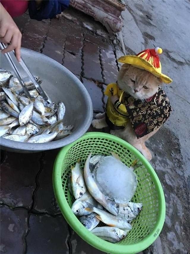 魚販好萌《幫忙賣魚的貓Cho》
