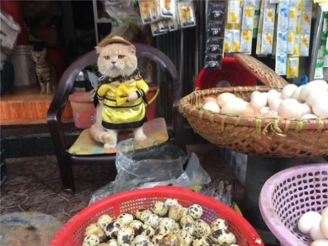 魚販好萌《幫忙賣魚的貓Cho》
