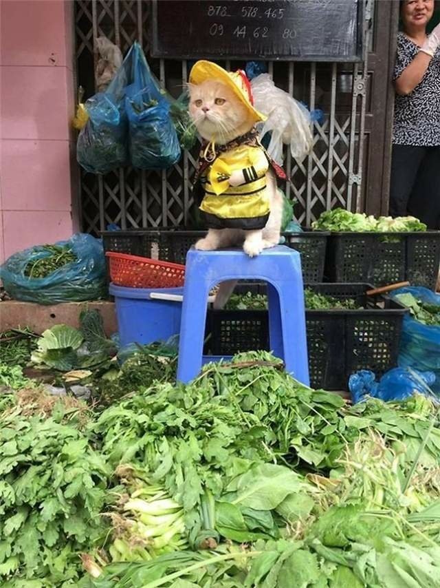 魚販好萌《幫忙賣魚的貓Cho》