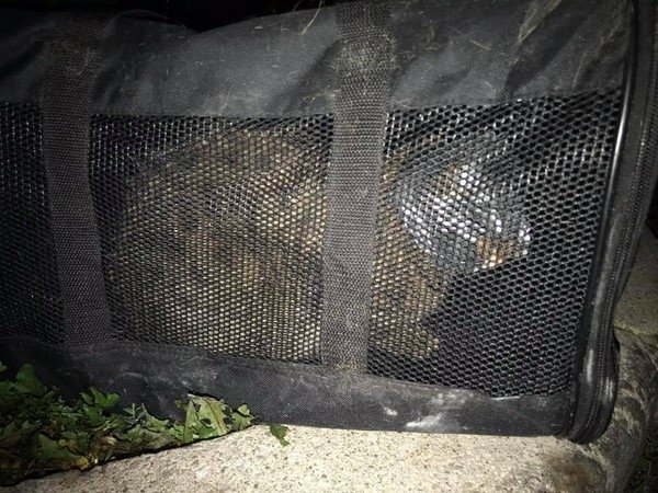 貓咪臉部貼滿膠帶遭遺棄　只剩小縫能呼吸