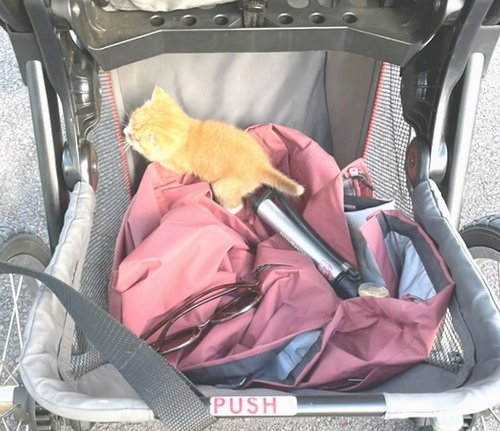 去散步結果家裏多了新成員　女兒嬰兒車變貓咪救護車