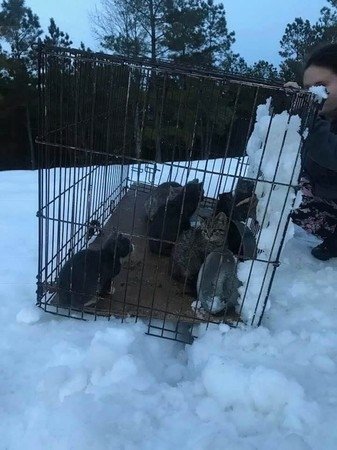 12隻奶貓被遺棄雪地　瀕死邊緣奇蹟救回來