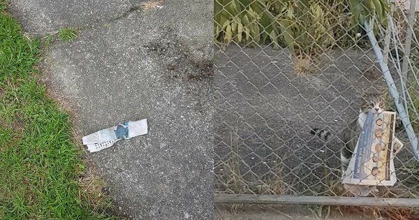 免費報紙天天送來　直到撞見「派送過程」才知是貓的報恩