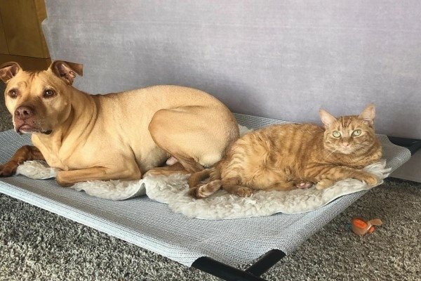 比特犬想養貓咪　主人為牠找到同色小喵作伴