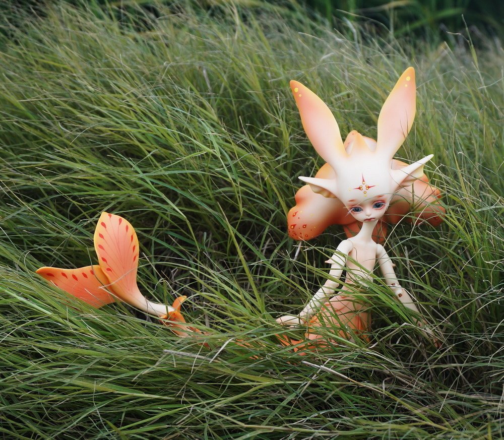 草茵中的花魚
