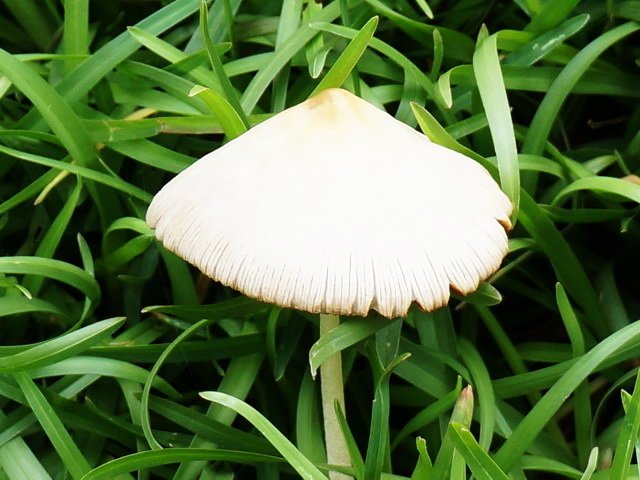 241228草地上有朵菇 (2).jpg