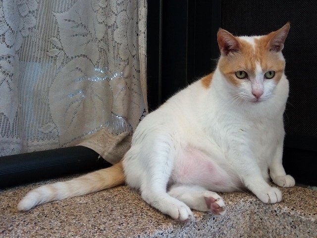 亮亮的減肥操