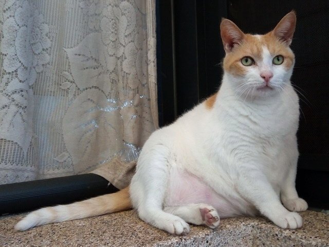 亮亮的減肥操