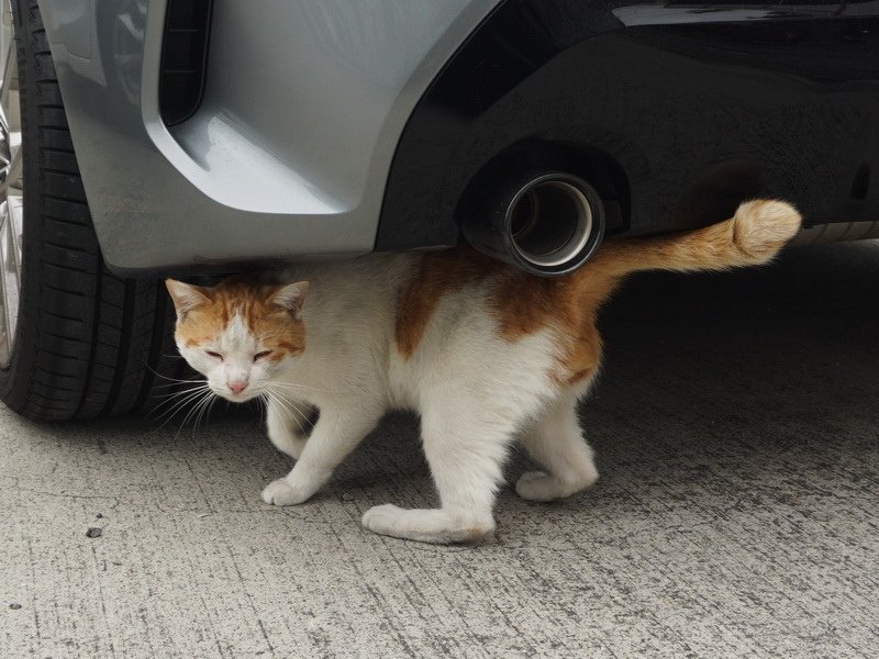 修車貓師傅