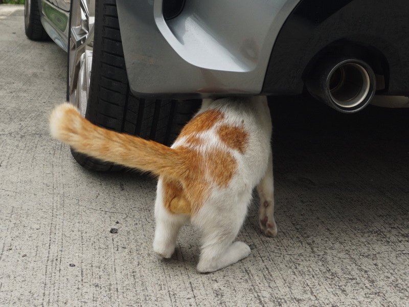 修車貓師傅