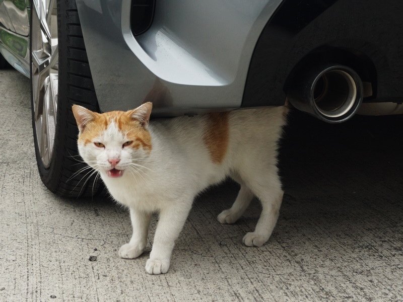 修車貓師傅