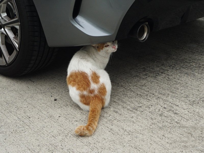 修車貓師傅