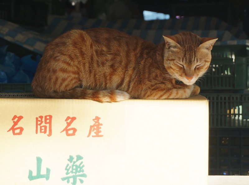 250310黃昏市場的山藥守護神 (1).jpg