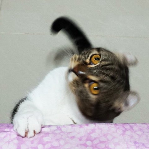 捲捲很激動