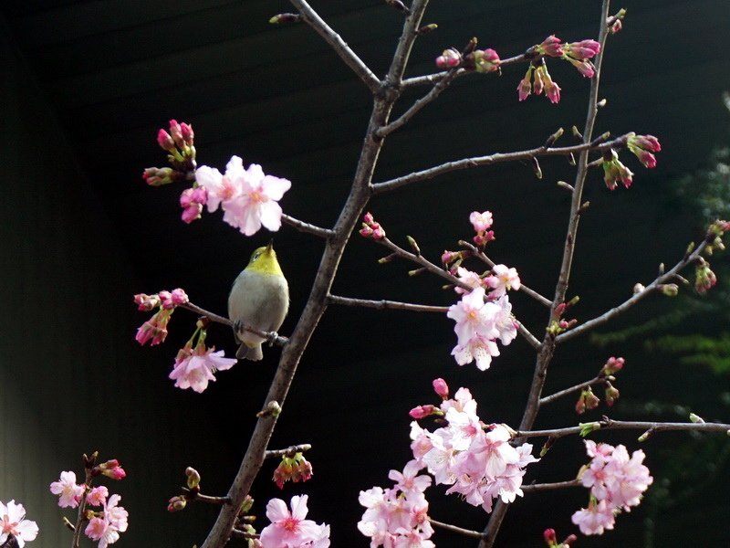 250308綠繡眼與櫻花.jpg