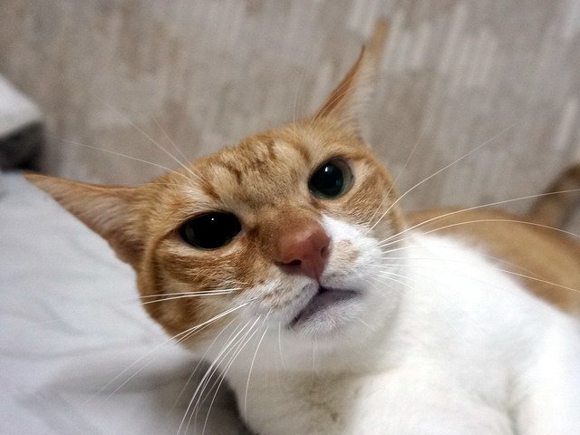 丹丹嘴很大