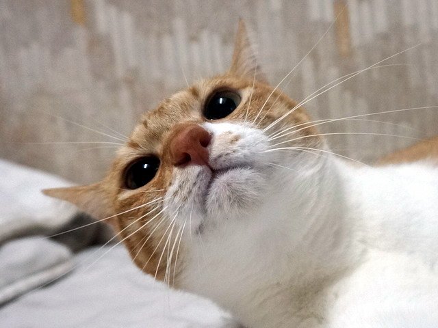 丹丹嘴很大