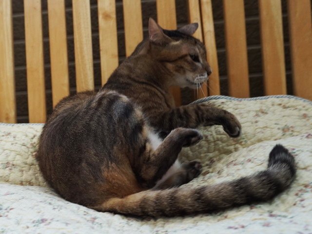 尼尼的肉球