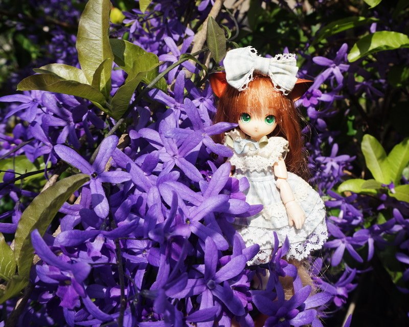 藍花藤與小貓娘