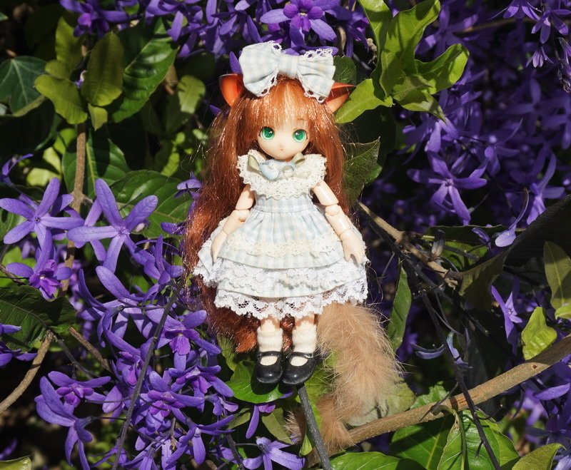 藍花藤與小貓娘