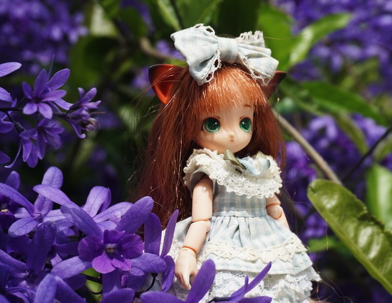 藍花藤與小貓娘