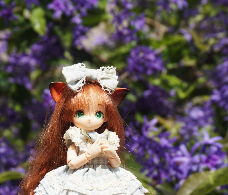 藍花藤與小貓娘