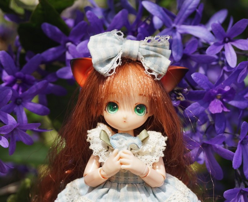 藍花藤與小貓娘